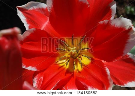 A close up look at the center of a blooming red tulip flower blossom.