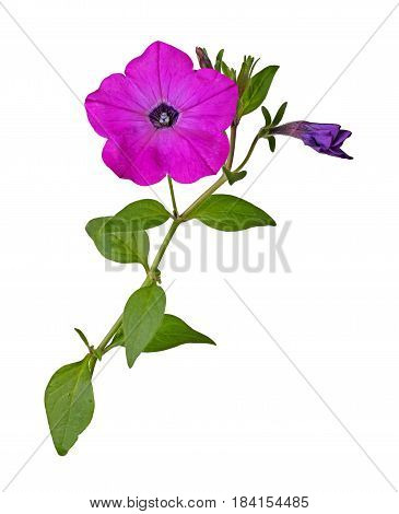 Single stem with a bright-magenta flower and developing bud of petunias (Petunia hybrida) isolated against a white background