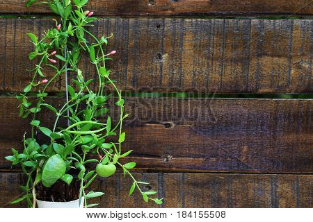 Ant Plant Dischidia Pectinoides with Wooden Background and space for text