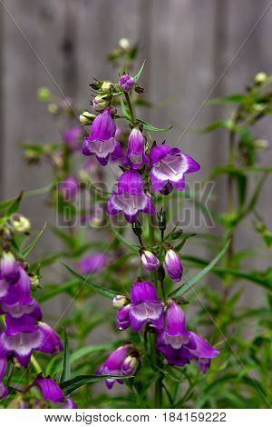 Close Up Of Liac Blossoms Beardtongues.