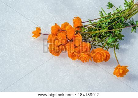 Bouquet of flowers Trollius asiaticus on wet ice
