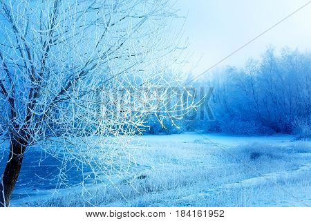 Beautiful snowy landscape and snow covered trees