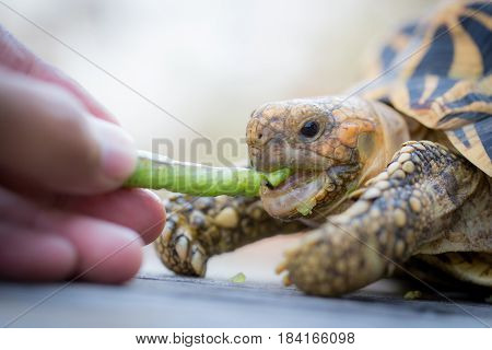 Close up of indian turtle or star turtle eating vegetable