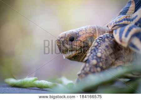 Close up of indian turtle or star turtle eating vegetable