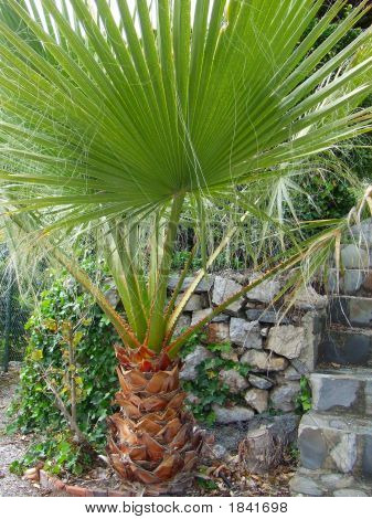 Приземистый Palm