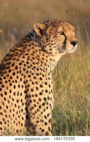 A male cheetah poses in golden afternoon light.