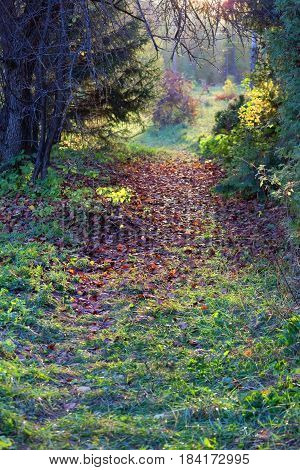 Magic Forest Path