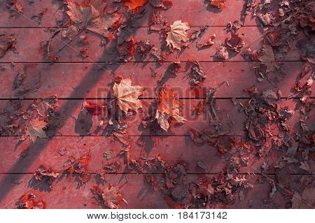 Autumn Leaves On Wooden Surface