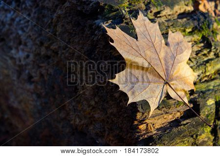 Background Group Autumn Orange Leaves.