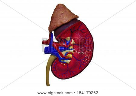 Kidneys of human. Internal organs. Isolated on white background(Clipping path)