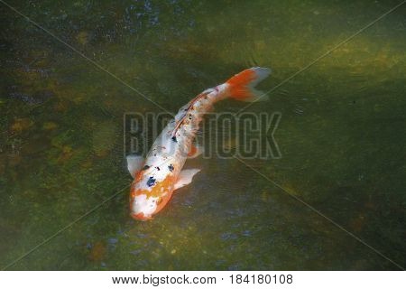 A scene of Nishikigoi in a pond in Japan