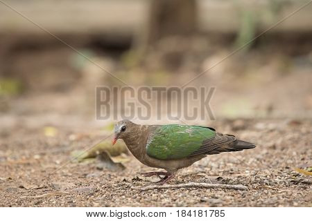 Emerald Dove Current conditions protected wildlife, Natural background
