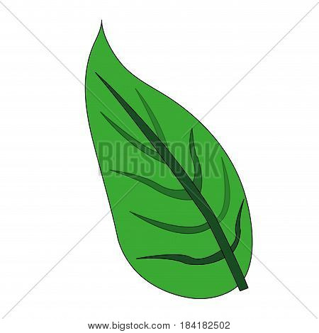 color image green leaf with ramifications vector illustration