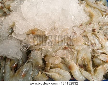 Fresh Shrimp On Ice