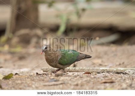 Emerald Dove Current conditions protected wildlife, Natural background