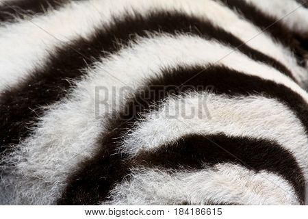 A close-up shot of the fur of a baby plains zebra (Equus burchelli)