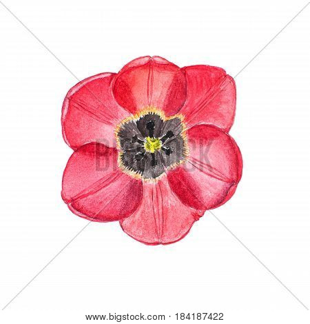Botanical watercolor illustration sketch of red tulip flower on white background. Could be used as decoration for web design, cosmetics design, package, textile