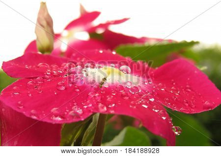 Impatiens Touch-me-not Busy Lizzie close-up macro of red flower covered in raindrops white sky