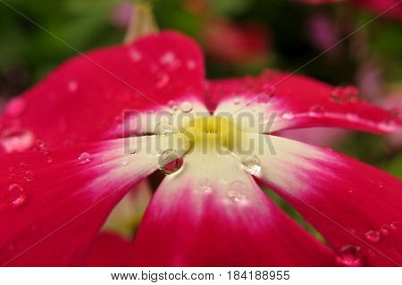 Impatiens Touch-me-not Busy Lizzie close-up macro of red flower covered in raindrops