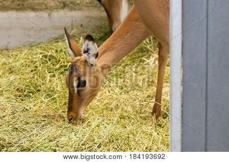 Male black faced impala (Aepyceros melampus petersi)