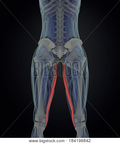 Gracilis Muscle. Female Muscle Anatomy. 3D Illustration