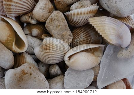 Macro view of seashells. Seashell background. Texture of seashells. Abstract texture and background for designers.