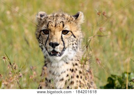 Portrait of a young cheetah in green grass