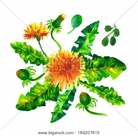 set of wild flowers. yellow dandelions. watercolor