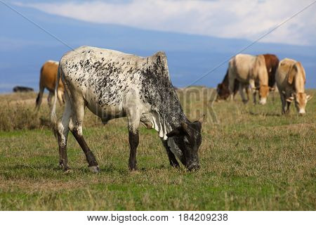 A herd of Boran cattle grazing on green grass in Kenya. Ol Pejeta Conservancy.