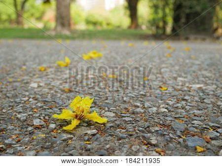 Small yellow flower fall on floor. Can be use a background.
