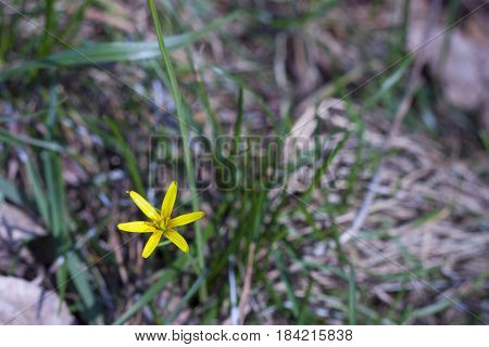little yellow flower on green grass with blurred background