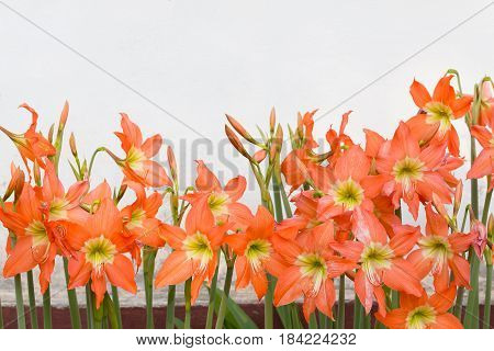 Hippeastrum johnsonii bury flowers blossoming in the garden with white wall background