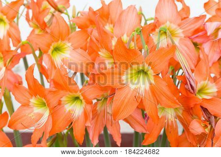 Hippeastrum Johnsonii Bury Flowers