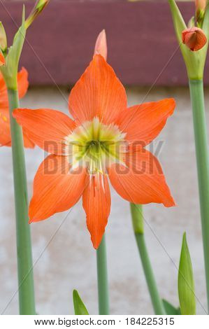 Hippeastrum Johnsonii Bury Flowers