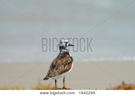 Ruddy Turnstone