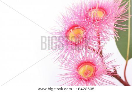 Australische Rosa Eukalyptus blüht