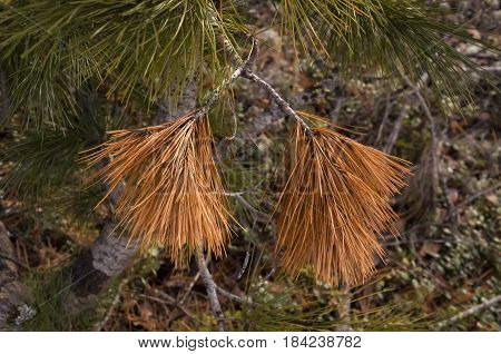 Branch of pine-tree with fir-needles brown color. Early spring