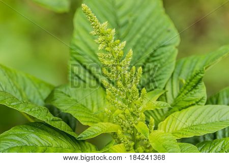 Weed and medicinal plant Amaranthus retroflexus .