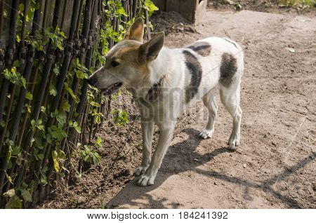 Home dog on the yard. Four-footed friend. Loyalty