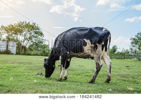 Dairy Farming