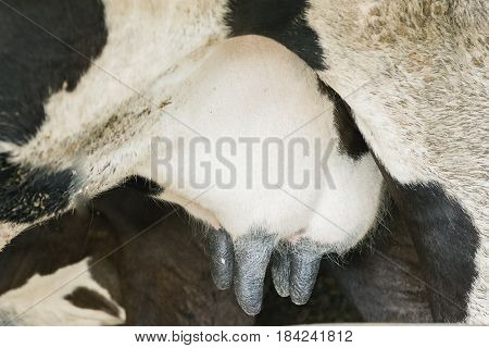 Dairy Farming
