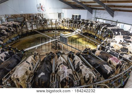 Cow milking facility on dairy farm, agriculture industry and farming concept
