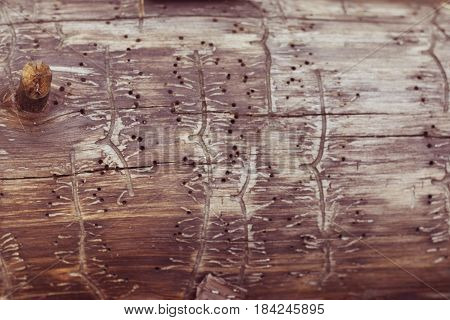 texture tree with traces of a bark beetle