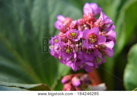 Bergenia Cordifolia Bergenia Crassifolia Or Badan Blooming