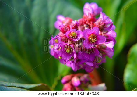 Bergenia Cordifolia Bergenia Crassifolia Or Badan Blooming