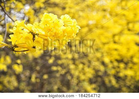 Yellow flower Tabebuia chrysantha NicholsTallow PuiGolden tree