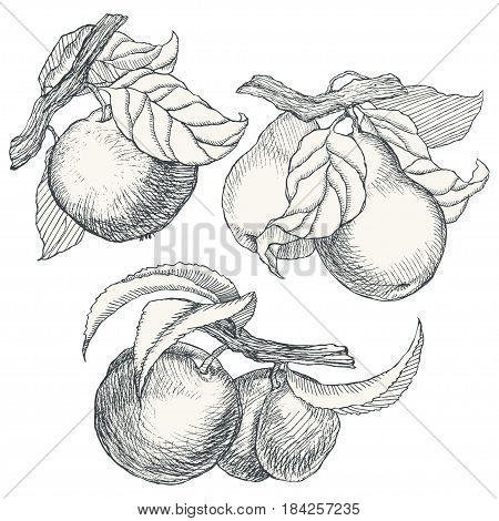 Collection of highly detailed hand drawn garden fruit.