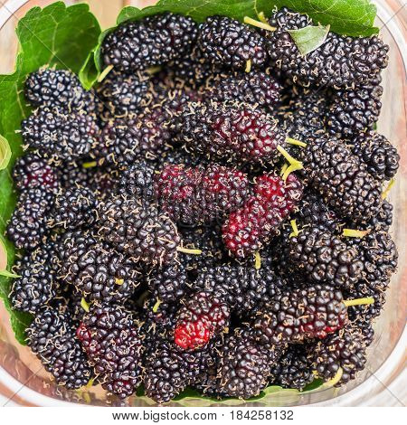 Mao Berry Is Thai's Blueberry Plant From North-east Thailand