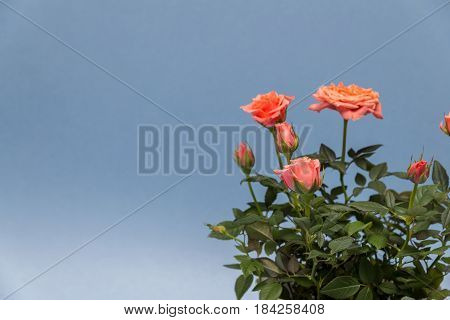 beautiful rose in white pot on a blue background