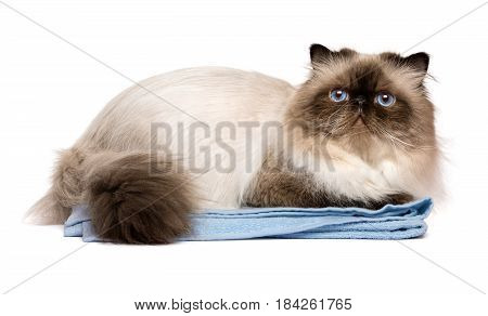 Cute groomed persian seal colourpoint cat after bath is lying on a blue towel - isolated on white background